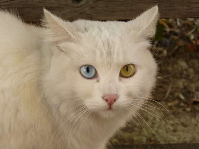 Cat_Briciola_with_pretty_and_different_colour_of_eyes